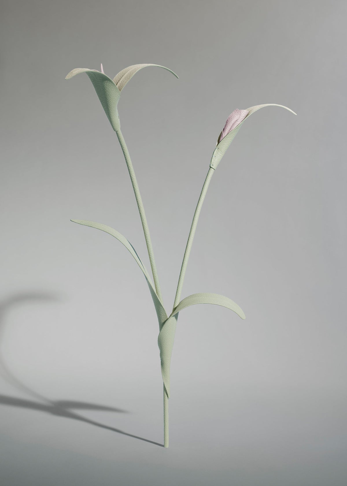 Fleur Touka - Amande Fraîche