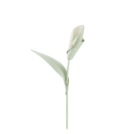 Fleur Pili - Amande Fraîche