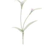 Fleur Touka - Amande Fraîche